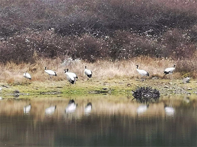 “鸟类大熊猫”黑颈鹤首次现身四川峨眉山景区