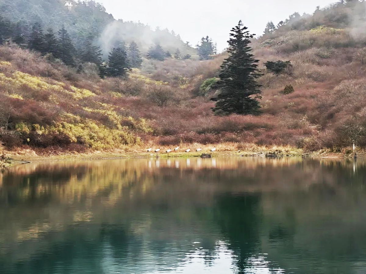 峨眉山景区黑颈鹤