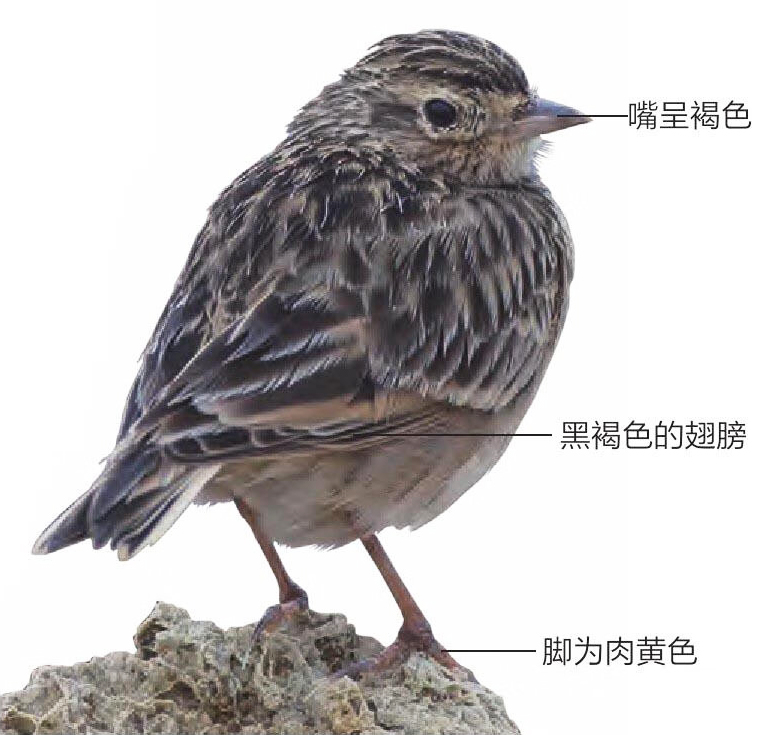 小云雀形态特征图