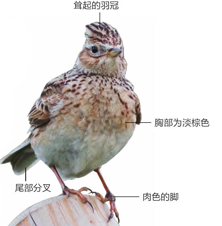 云雀形态特征图