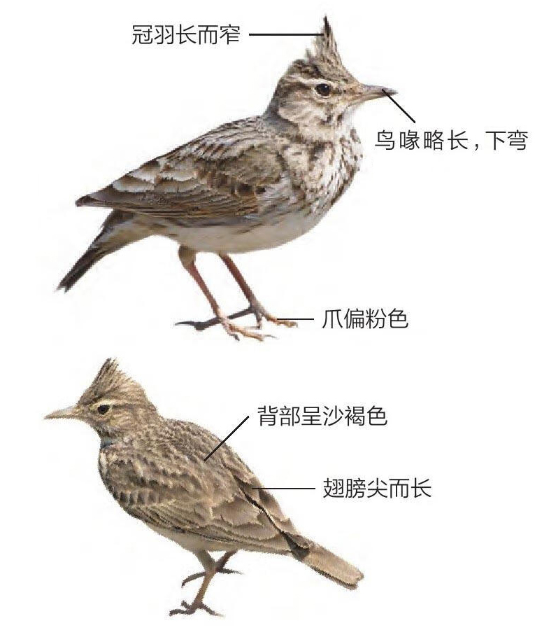 凤头百灵形态特征图