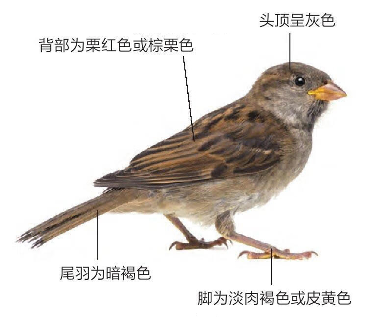 家麻雀形态特征图