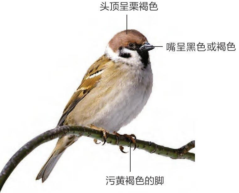 树麻雀形态特征图