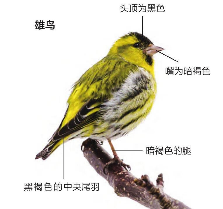 黄雀形态特征图