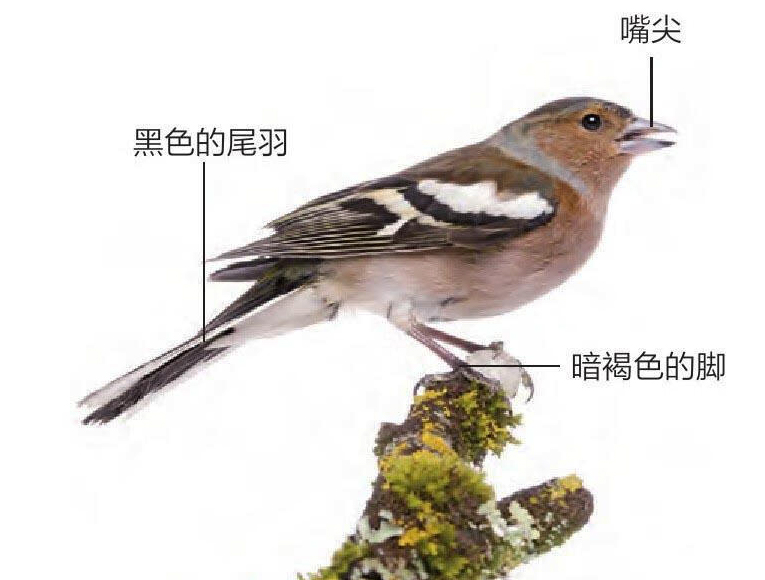 燕雀形态特征图