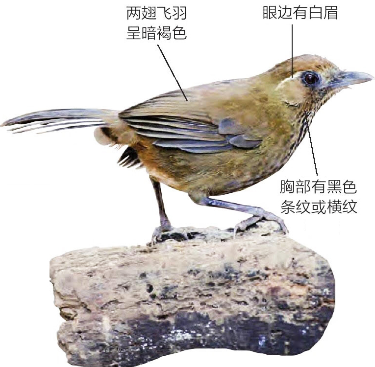 画眉鸟形态特征图