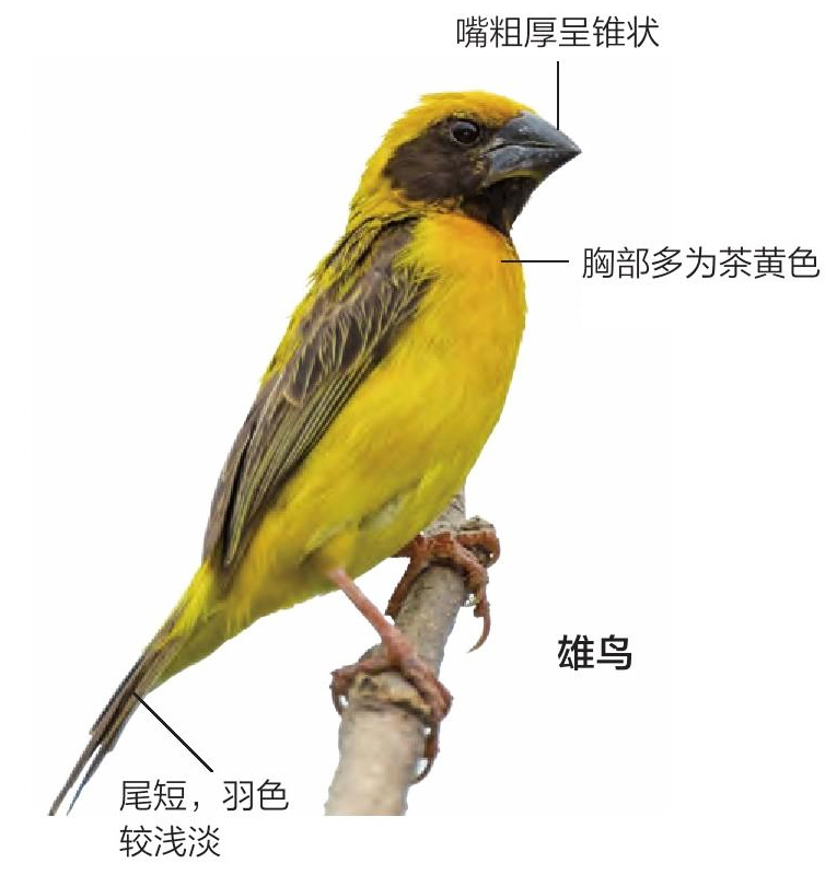 黄胸织布鸟形态特征图