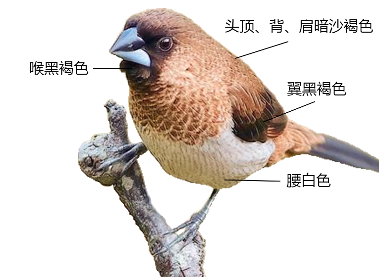 白腰文鸟形态特征图