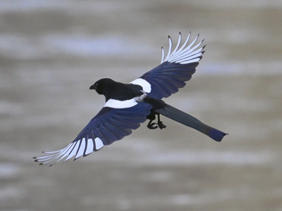 鸟类爱好者镜头捕捉喜鹊展翅飞行