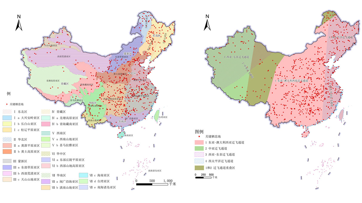 《候鸟迁飞通道保护修复中国行动计划（2024—2030年）》印发