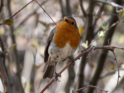 鸟类爱好者观察到的知更鸟