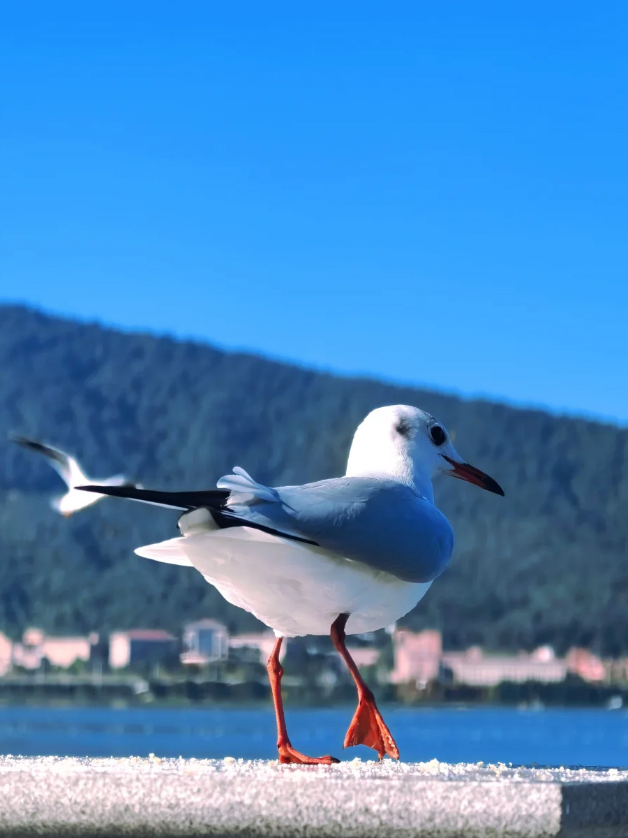 红嘴鸥身姿
