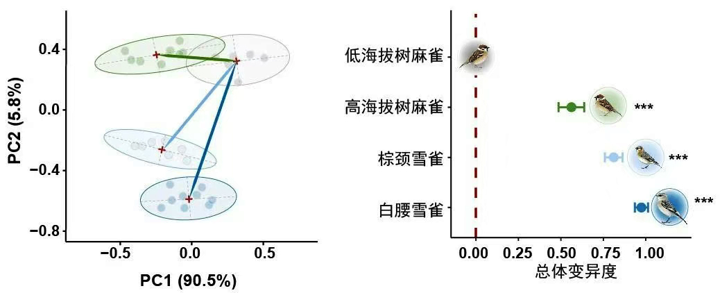 两种雪雀以及高海拔树麻雀的心血管表型主成分分析