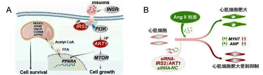 AKT1以及IRS2功能研究