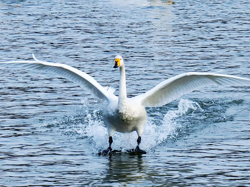 大天鹅丝滑降落过程抓拍