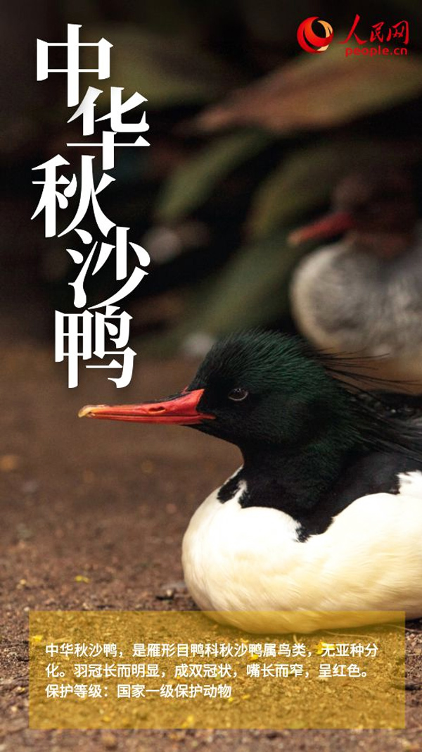 中华秋沙鸭