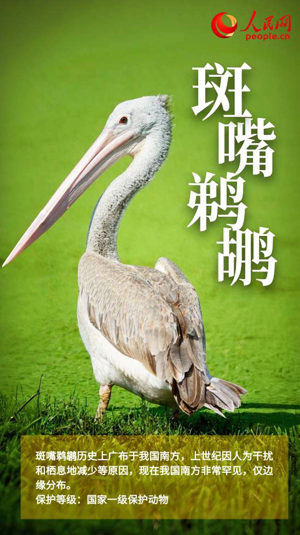 斑嘴鹈鹕