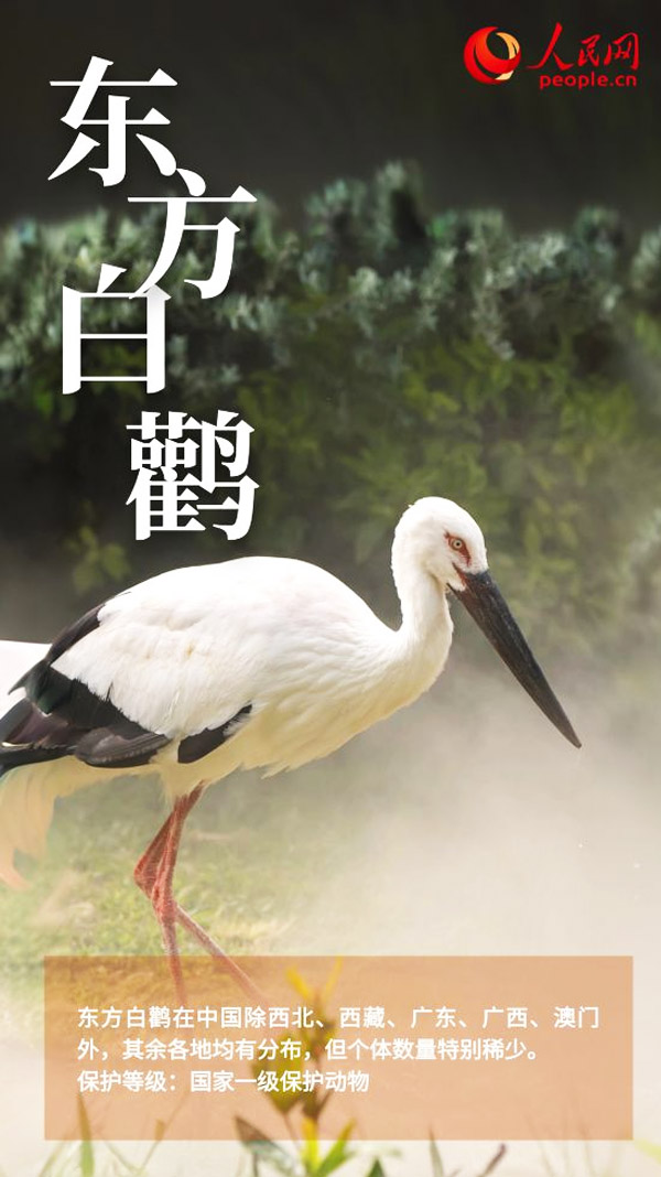 东方白鹳