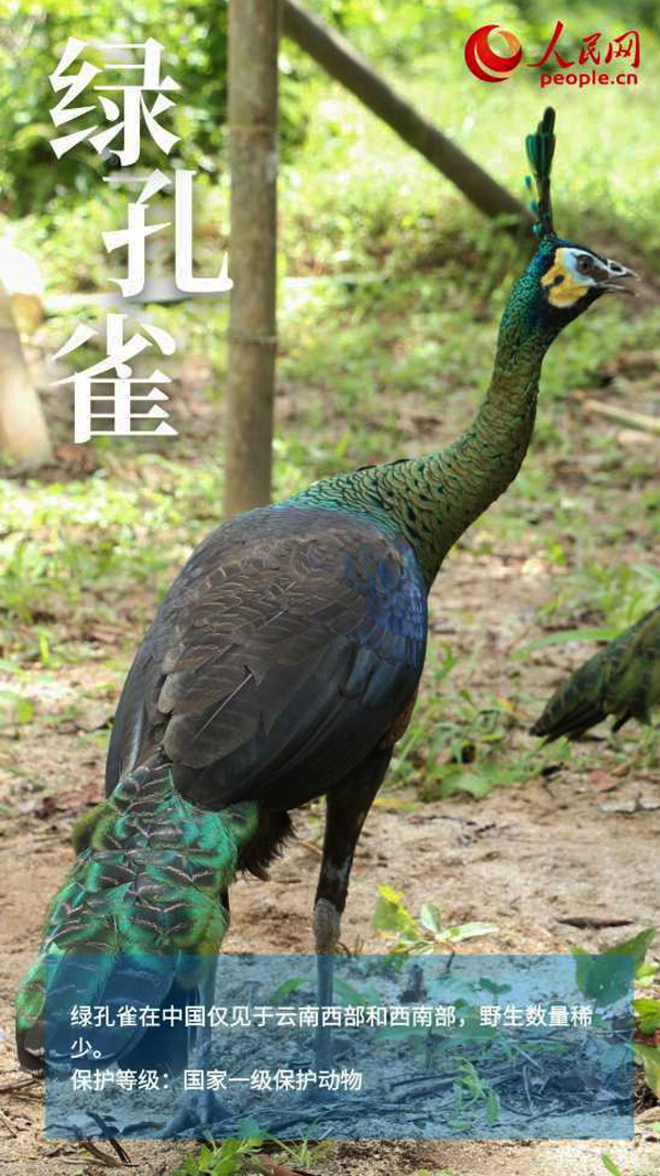绿孔雀