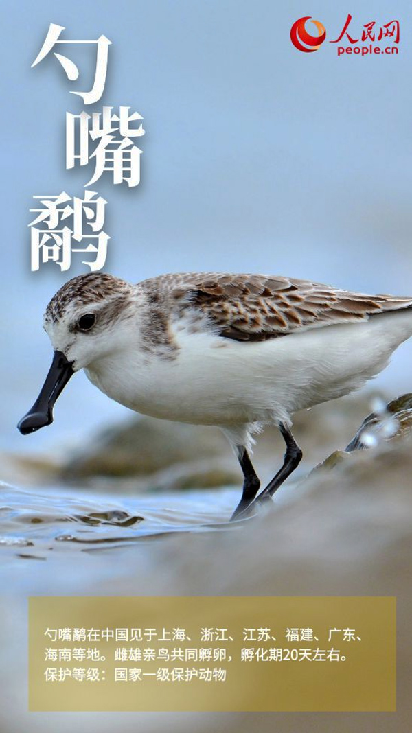 勺嘴鹬