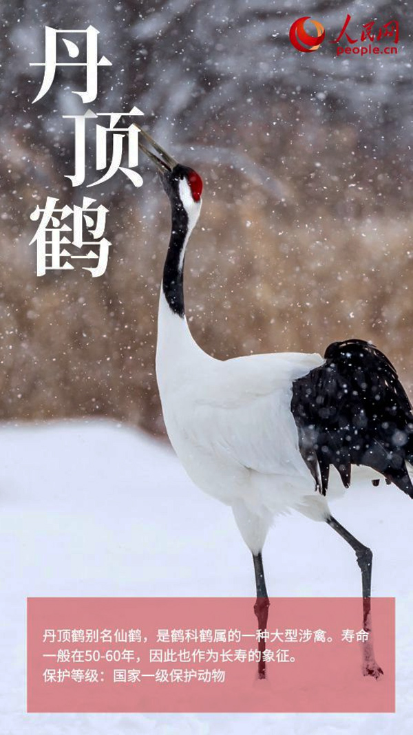 丹顶鹤
