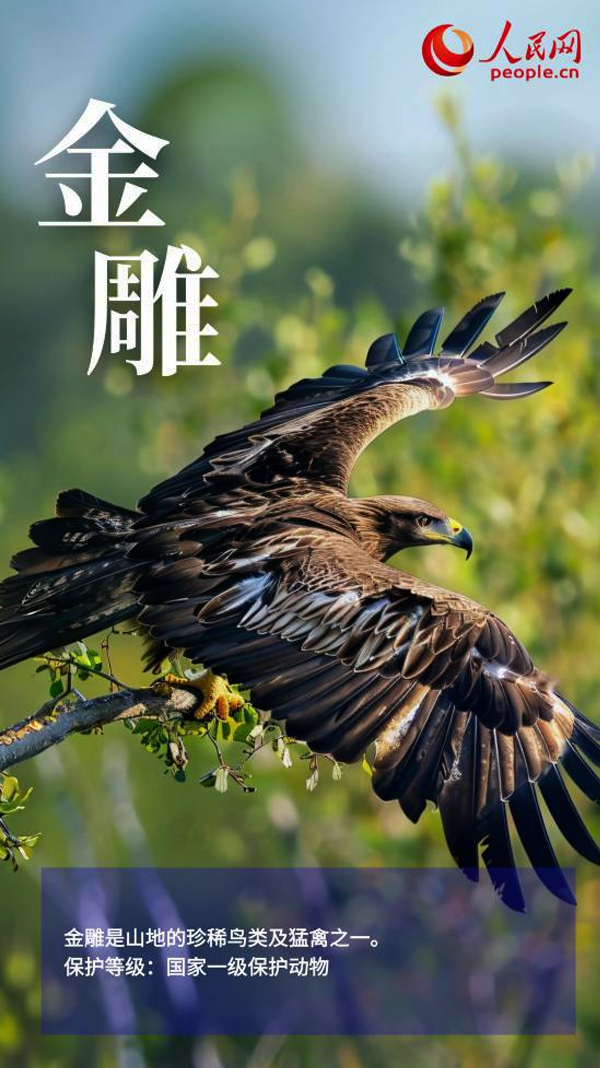 金雕