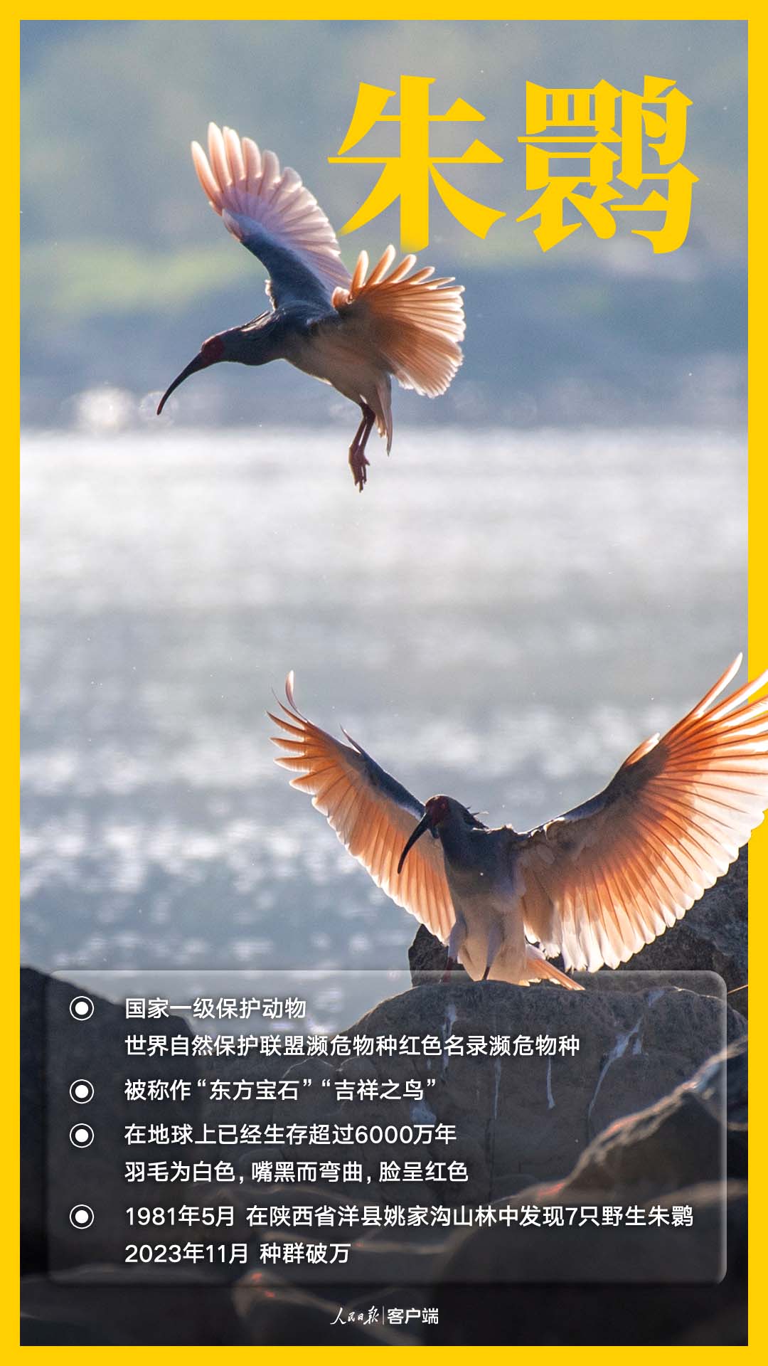 国家一级保护鸟类——朱鹮