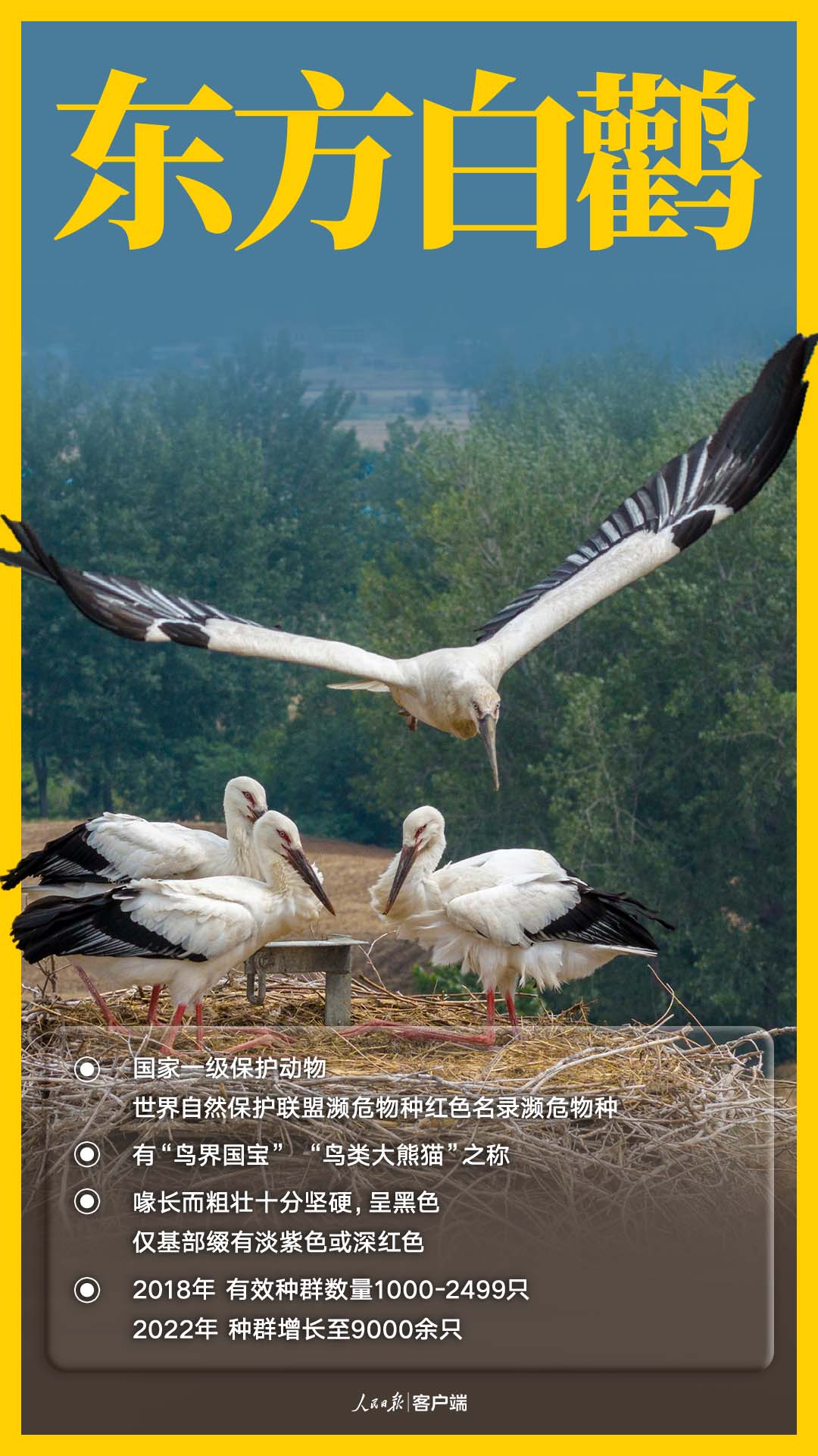 国家一级保护鸟类——东方白鹳