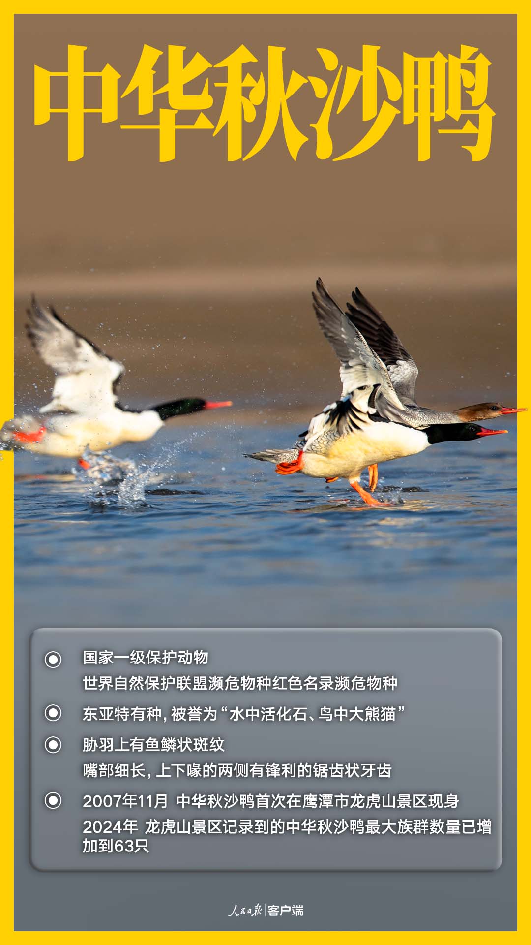 国家一级保护鸟类——中华秋沙鸭
