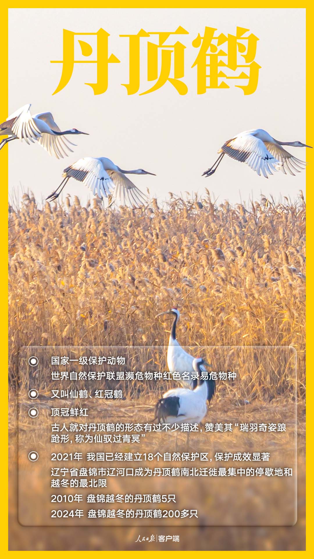 国家一级保护鸟类——丹顶鹤