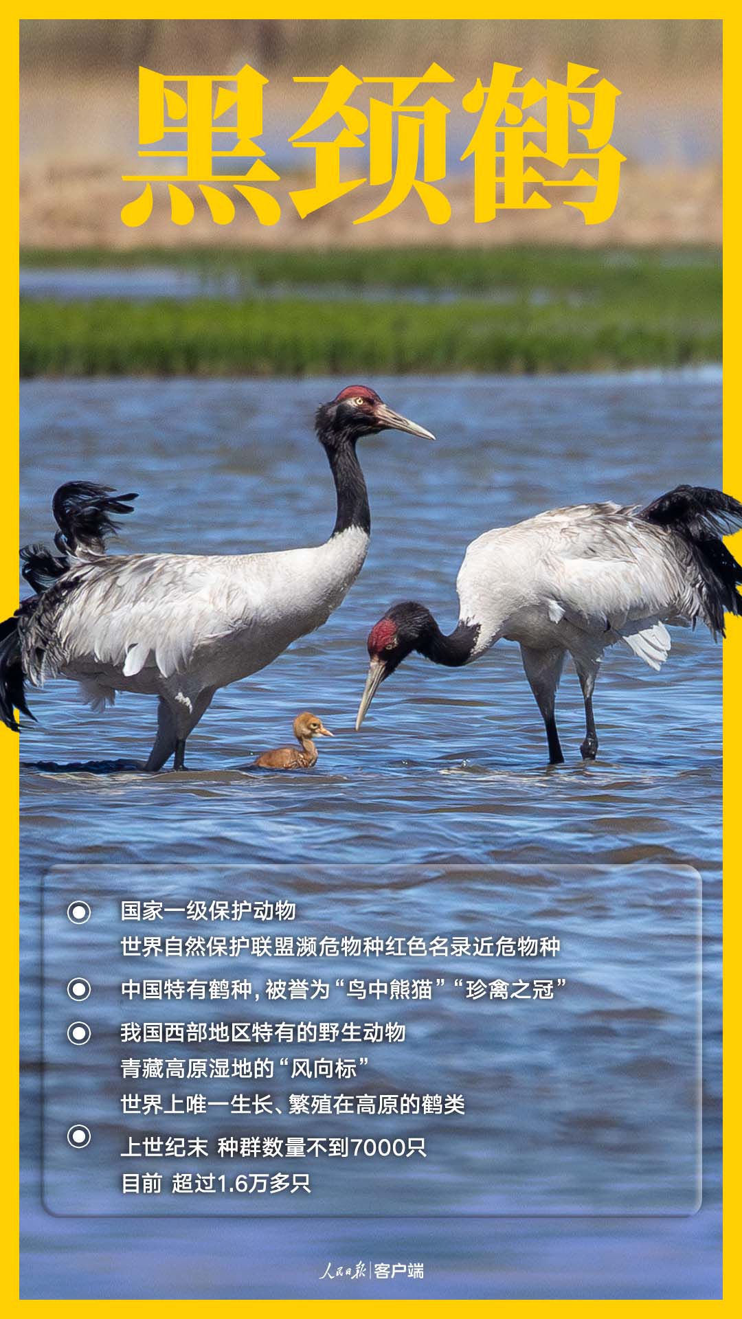 国家一级保护鸟类——黑颈鹤
