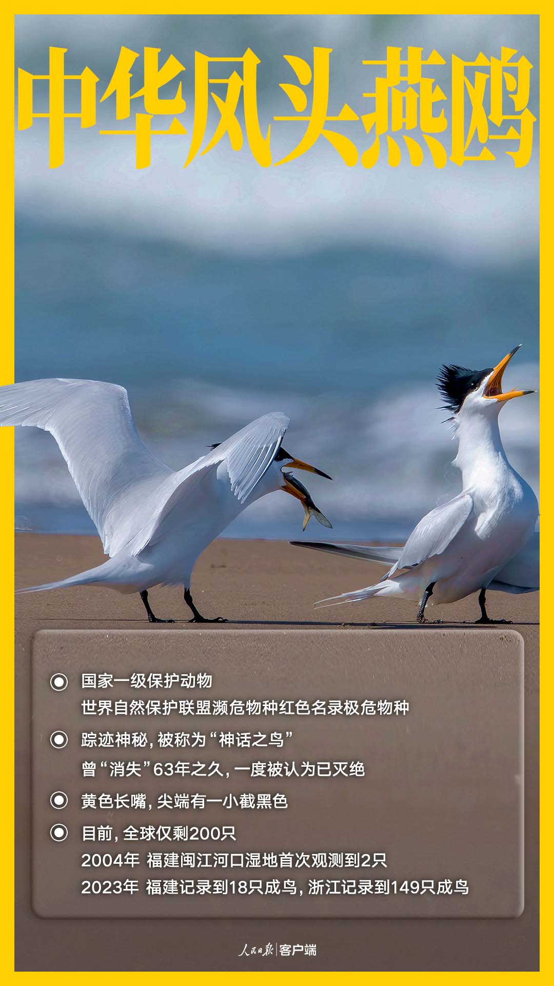 国家一级保护鸟类——中华凤头燕鸥