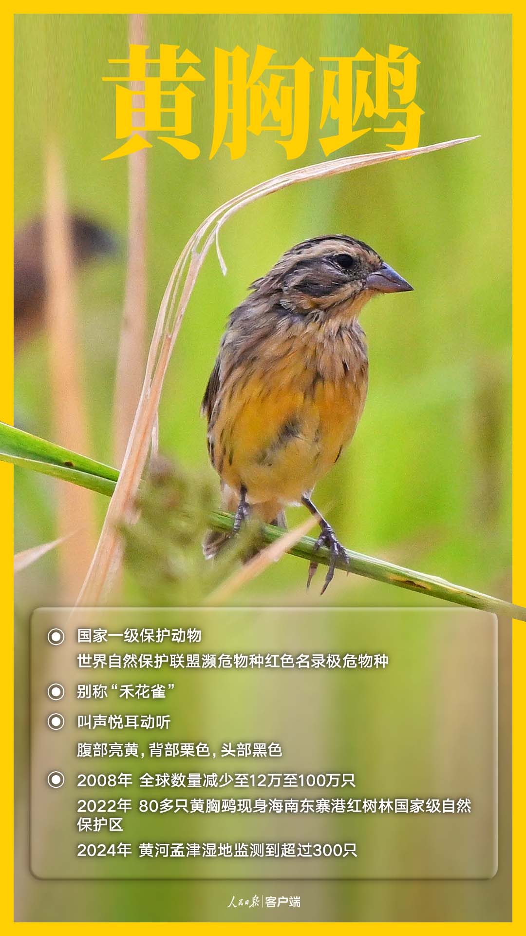 国家一级保护鸟类——黄胸鹀