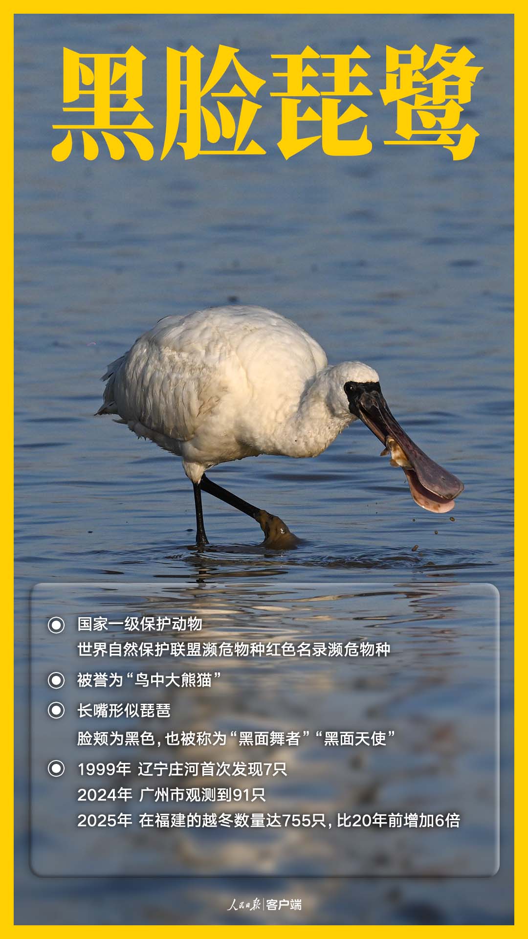 国家一级保护鸟类——黑脸琵鹭