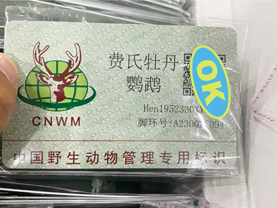 爱鸟养鸟护鸟 这些法律知识要知道
