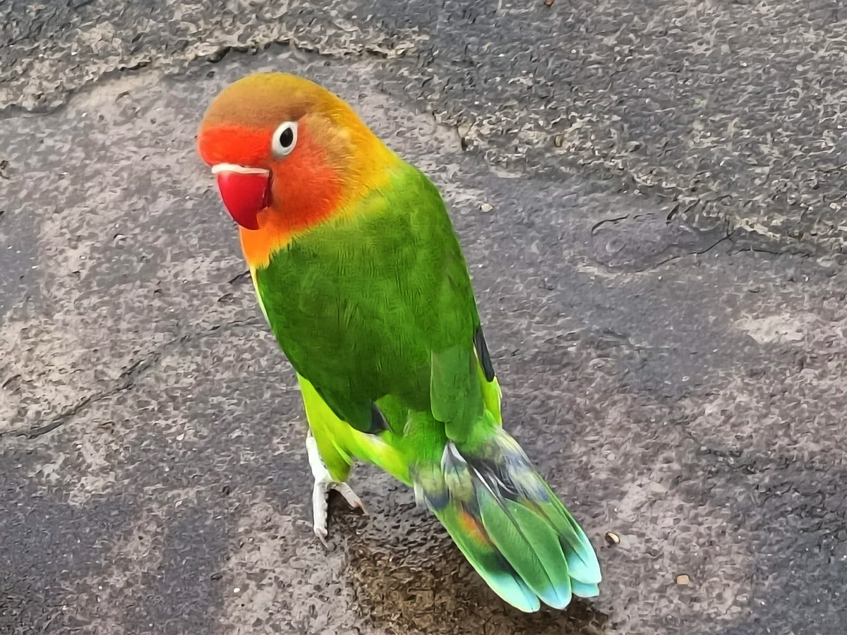 费氏牡丹鹦鹉