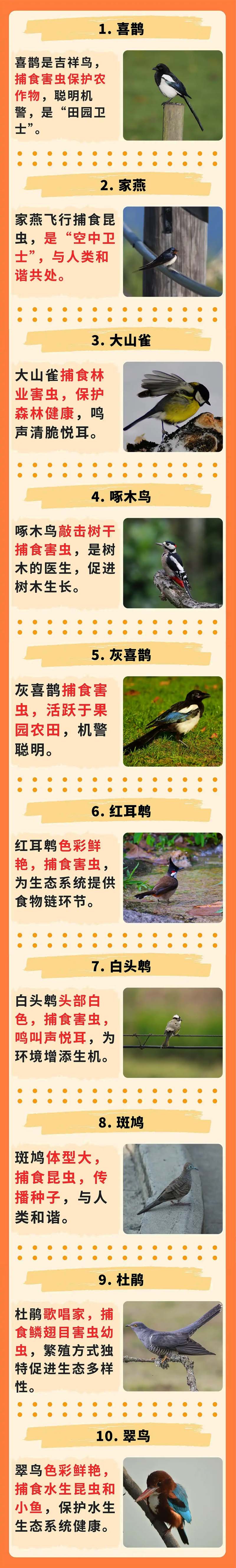 中国十大最常见的益鸟