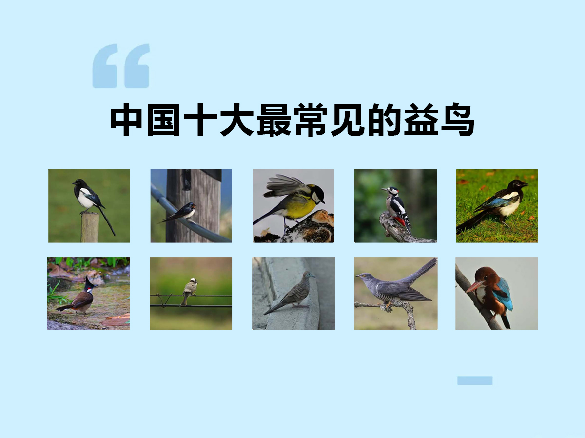 自然的守护者：中国十大最常见的益鸟