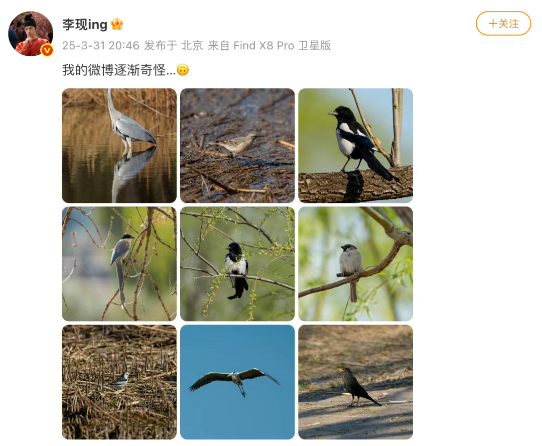 李现拍摄的鸟类图片