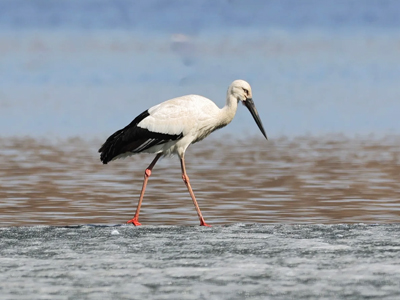 东方白鹳候鸟在河流活动