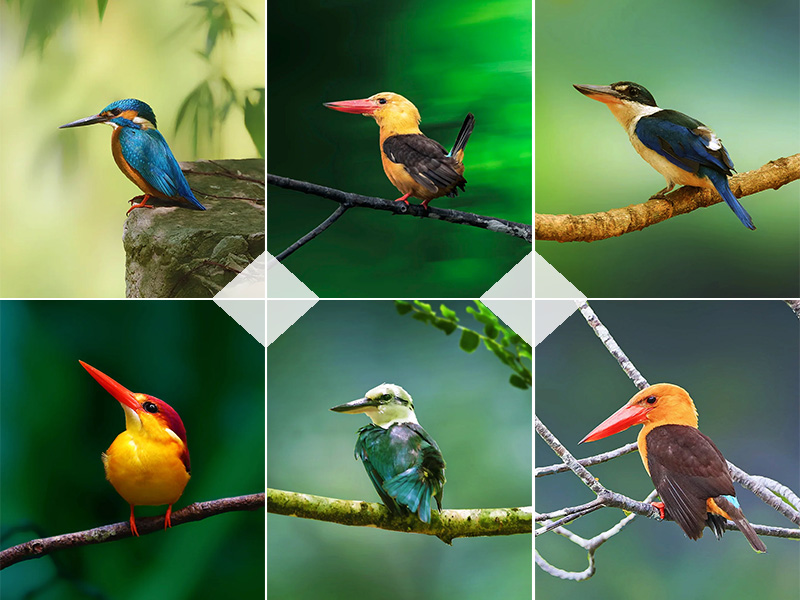 观鸟者野外拍摄到的珍贵翠鸟合集