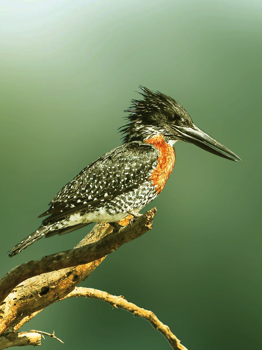 佛法僧目翠鸟科——大鱼狗