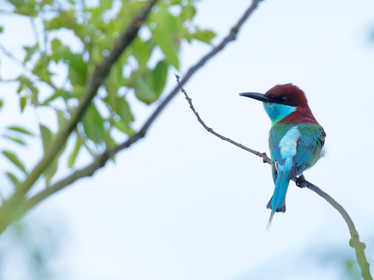 长沙黑麋峰林地蓝喉蜂虎