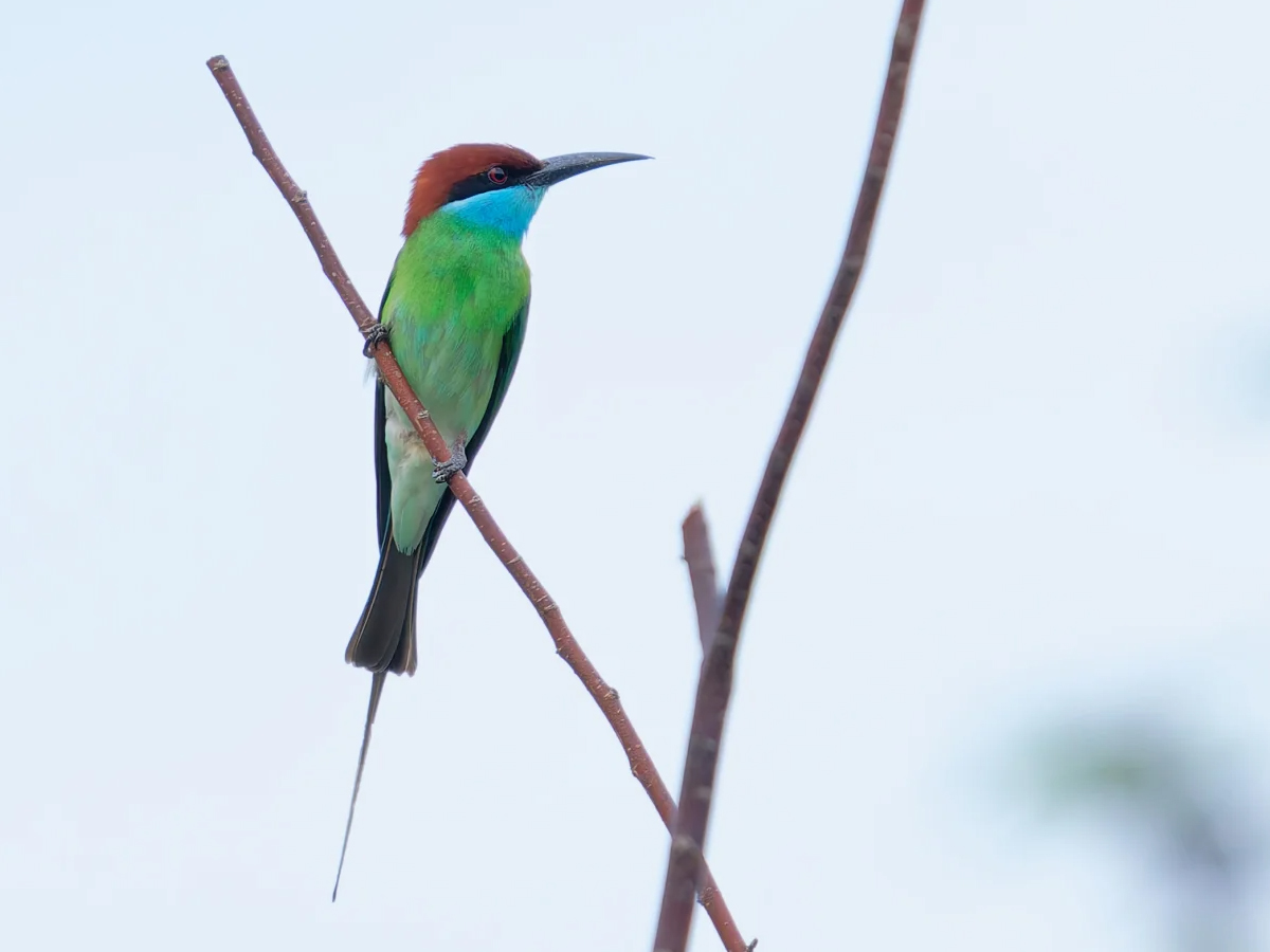 中央尾羽细长明显