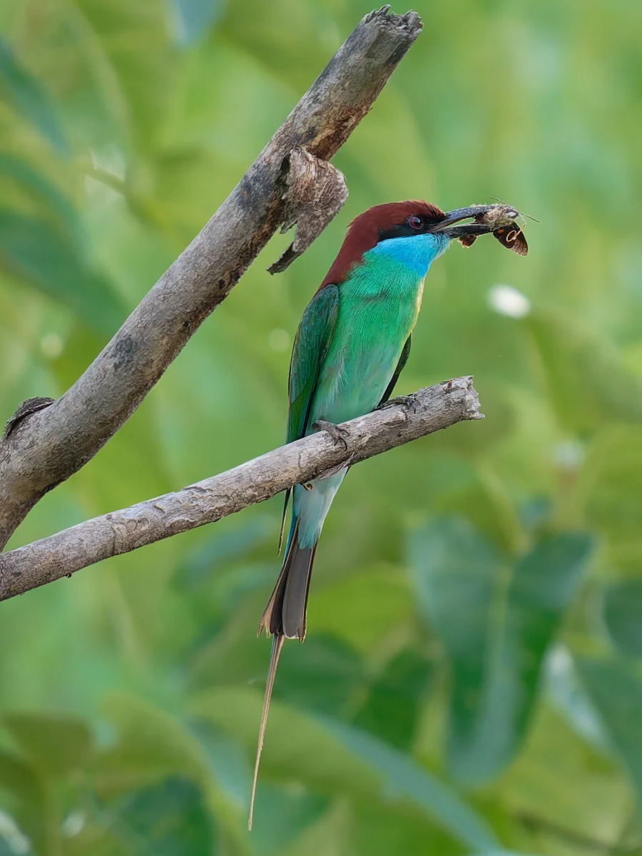 蓝喉蜂虎觅食抓拍