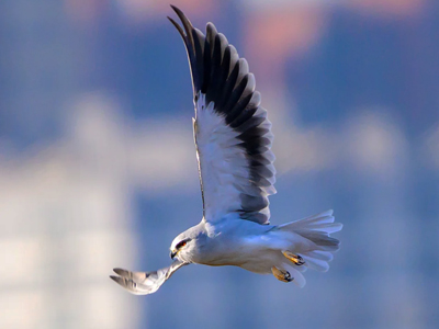 黑翅鸢野拍 观鸟者快门下的灰鹞子