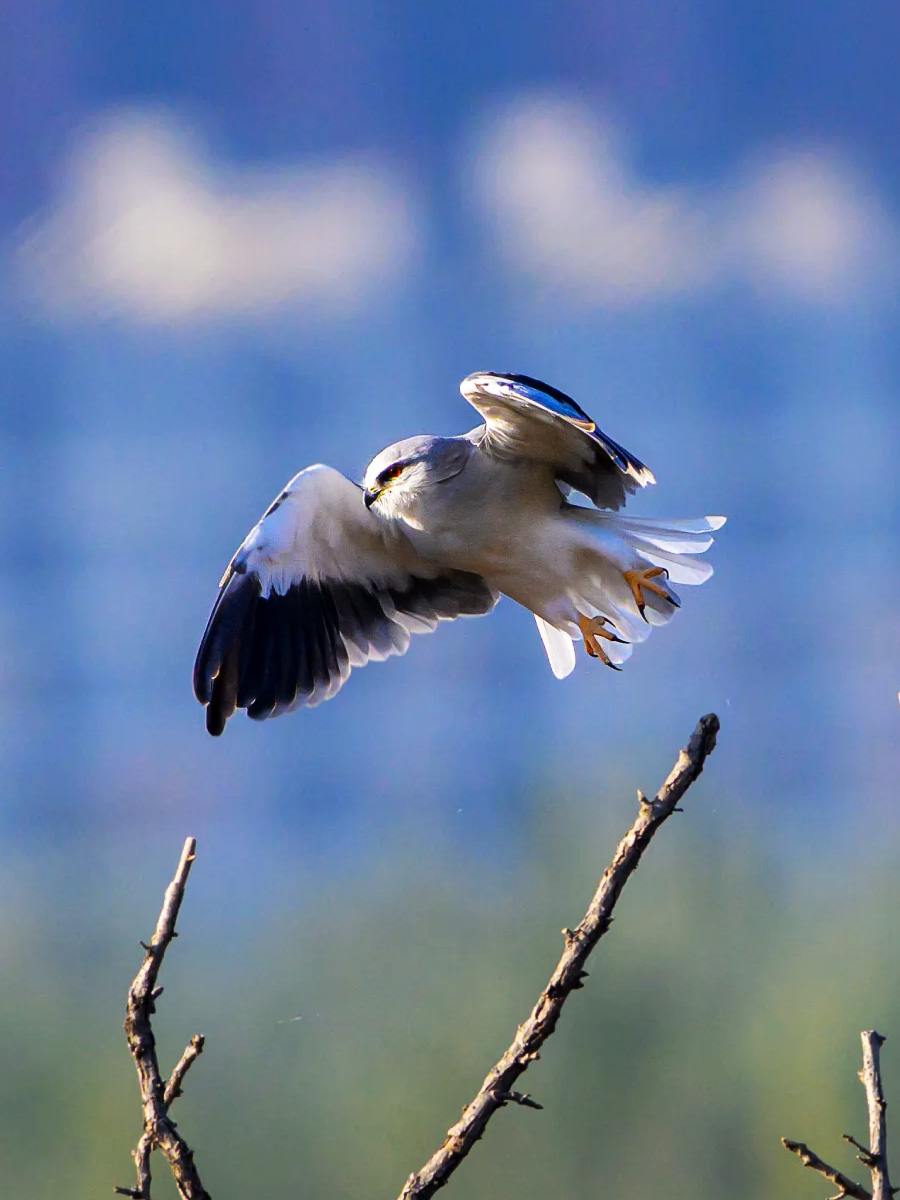 观鸟者快门下的黑翅鸢