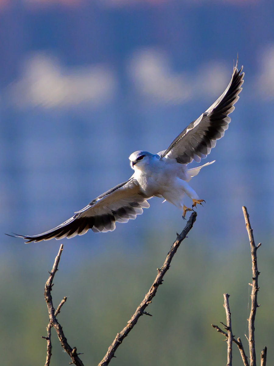 黑翅鸢外侧初级飞羽呈黑色