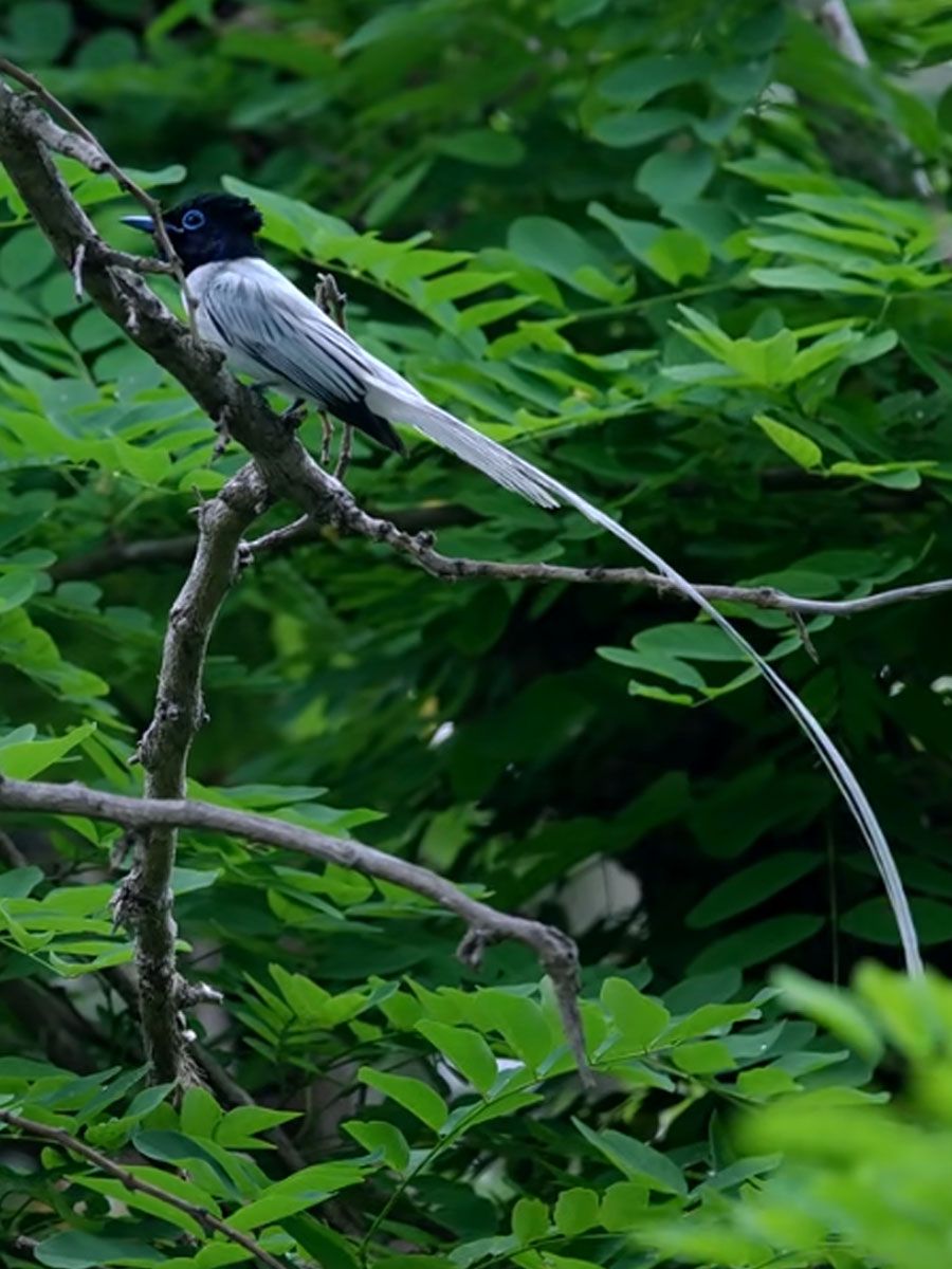 白色寿带鸟雄鸟