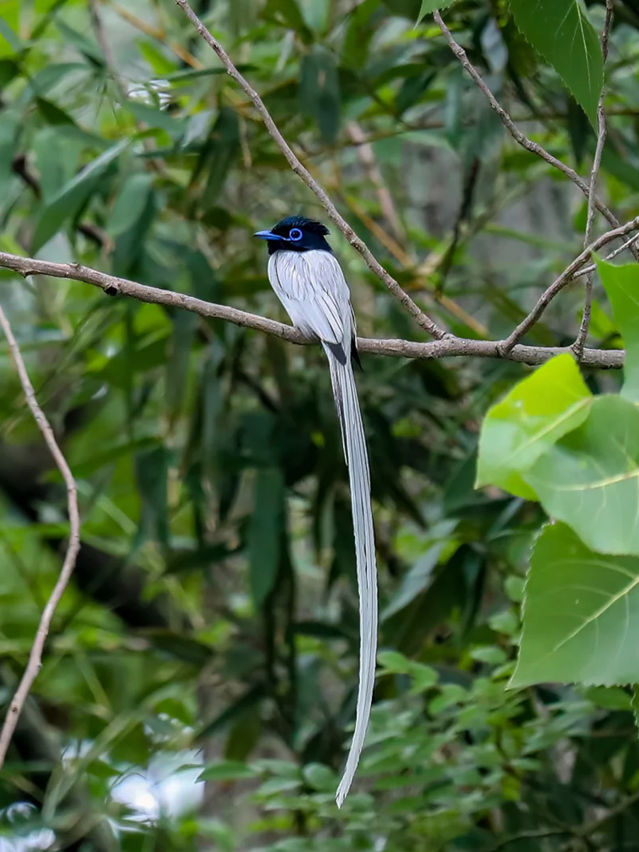 雄鸟中央尾羽似绶带
